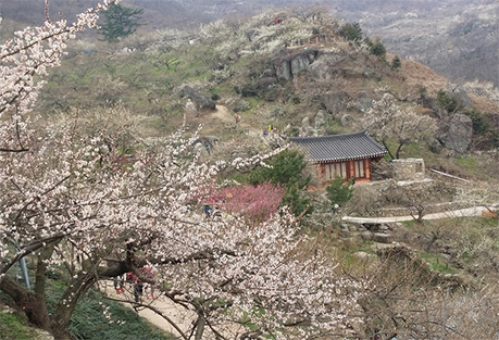 동산 곳곳에 핀 매화