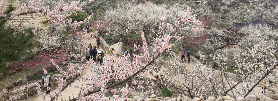 매화 가득한 풍경의 매화마을
