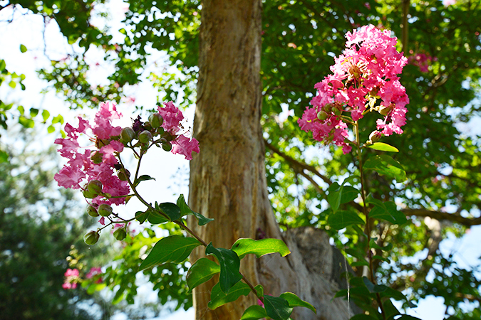 배롱나무에 핀 배롱나무 꽃