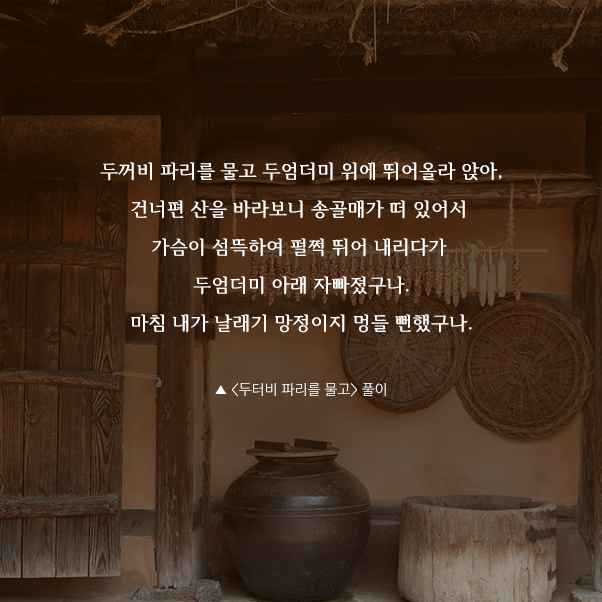두꺼비 파리를 물고 두엄더미 위에 뛰어올라 앉아, 건너편 산을 바라보니 송골매가 떠 있어서 가슴이 섬뜩하여 펄쩍 뛰어 내리다가 두엄더미 아래 자빠졌구나. 마침 내가 날래기 망정이지 멍들 뻔했구나. ▲ <두터비 파리를 물고> 풀이
