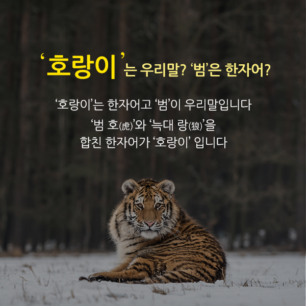 ‘호랑이’가 우리말이고 범은 한자어지 동의하시나요? 흔히 하는 착각인데요. 호랑이는 한자어고 범이 우리말입니다! 범 호(虎)와 늑대 랑(狼)을 합친 한자어가 호랑이입니다.
