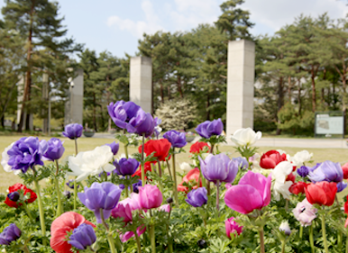 보라색, 자주색, 흰색 등 화사하게 피어난 20여 개의 꽃망울 뒤로 한글박물관의 자연환경이 펼쳐지고 있다.