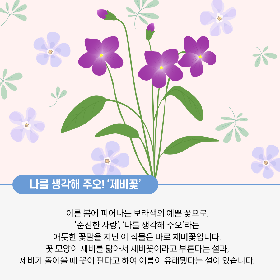 연분홍 바탕에 보라색 꽃과 풀 그림이 연하게 그려져 있다. 가운데에 초록 줄기와 잎, 보라색 꽃잎을 가진 제비꽃 그림이 그려져 있다. 그 밑으로는 나를 생각해주오! ‘제비꽃’ 이른 봄에 피어나는 보라색의 예쁜 꽃으로, ‘순진한 사랑’, ‘나를 생각해주오’라는 애틋한 꽃말을 지닌 이 식물은 바로 제비꽃입니다. 꽃 모양이 제비를 닮아서 제비꽃이라고 부른다는 설과. 제비가 돌아올 때 꽃이 핀다고 하여 이름이 유래됐다는 설이 있습니다. 라고 적혀있다.