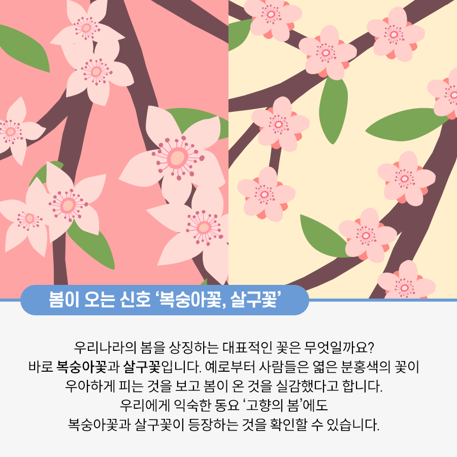 두 개의 그림이 붙어있다. 왼쪽에는 진분홍색 바탕 위에 연분홍색의 복숭아꽃이 그려져 있다. 왼쪽에는 연노란색 바탕에 초록색 잎과 분홍색 꽃잎을 가진 살구꽃이 그려져 있다. 그 아래로는 봄이 오는 신호 ‘복숭아꽃, 살구꽃’ 우리나라의 봄을 상징하는 대표적 꽃은 무엇일까요? 바로 복숭아꽃과 살구꽃입니다. 예로부터 사람들은 엷은 분홍색의 꽃이 우아하게 피는 것을 보고 봄이 온 것을 실감했다고 합니다. 우리에게 익숙한 동요 ‘고향의 봄’에도 복숭아꽃과 살구꽃이 등장하는 것을 확인할 수 있습니다. 라고 적혀있다.