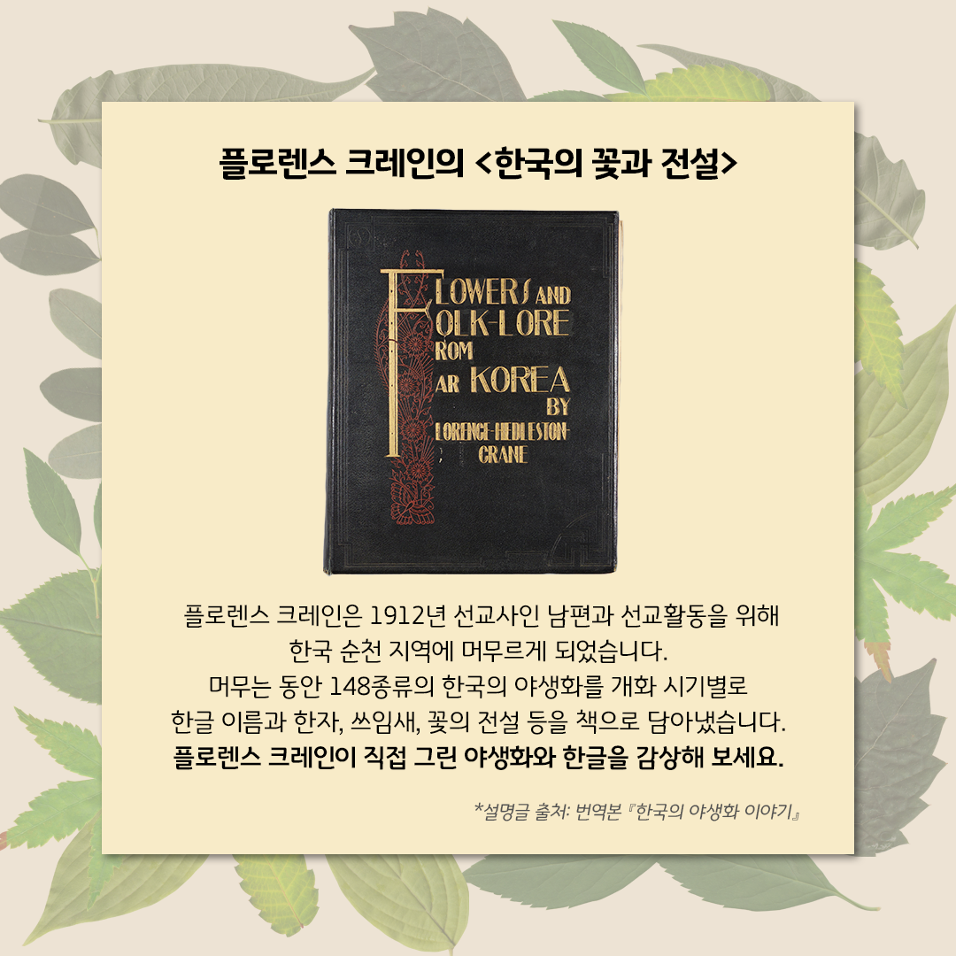초록색 잎사귀들이 살짝 겹쳐 있는 은은한 배경이다. 그 위에 연한 노란색 네모난 박스가 있다. 가운데에는 플로렌스 크레인의 ‘한국의 꽃과 전설’ 양장본 표지 사진이 있다. 검은색 표지이며 금색으로 책의 제목과 저자 이름이 영문으로 적혀있다. 책 아래에는 ‘ 플로렌스 크레인은 1912년 선교사인 남편과 선교활동을 위해 한국 순천 지역에 머무르게 되었습니다. 머무는 동안 148종류의 한국의 야생화를 개화 시기별로 한글 이름과 한자, 쓰임새, 꽃의 전설 등을 책으로 담아냈습니다. 플로렌스 크레인이 직접 그린 야생화와 한글을 감상해 보세요.’라고 적혀있다.