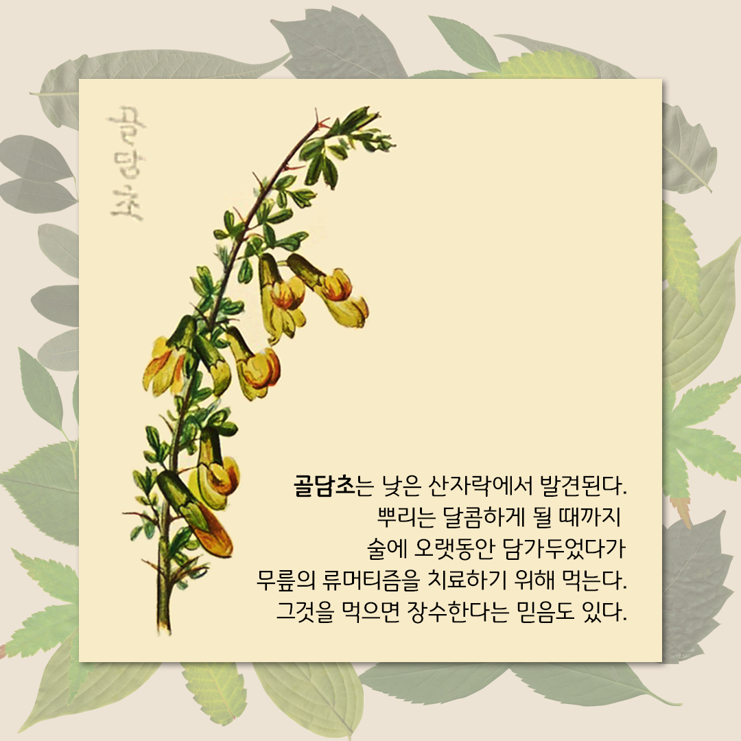 초록색 잎사귀들이 살짝 겹쳐 있는 은은한 배경이다. 그 위에 연한 노란색 네모난 박스가 있다. 왼쪽에 플로렌스 크레인이 그린 골담초 그림이 있다. 긴 가지에 작은 잎과 노란색 꽃이 달려있다. 오른쪽에는 ‘골담초는 낮은 산자락에서 발견된다. 뿌리는 달콤하게 될 때까지 술에 오랫동안 담가두었다가 무릎의 류머티즘을 치료하기 위해 먹는다. 그것을 먹으면 장수한다는 믿음도 있다.’라고 적혀있다.