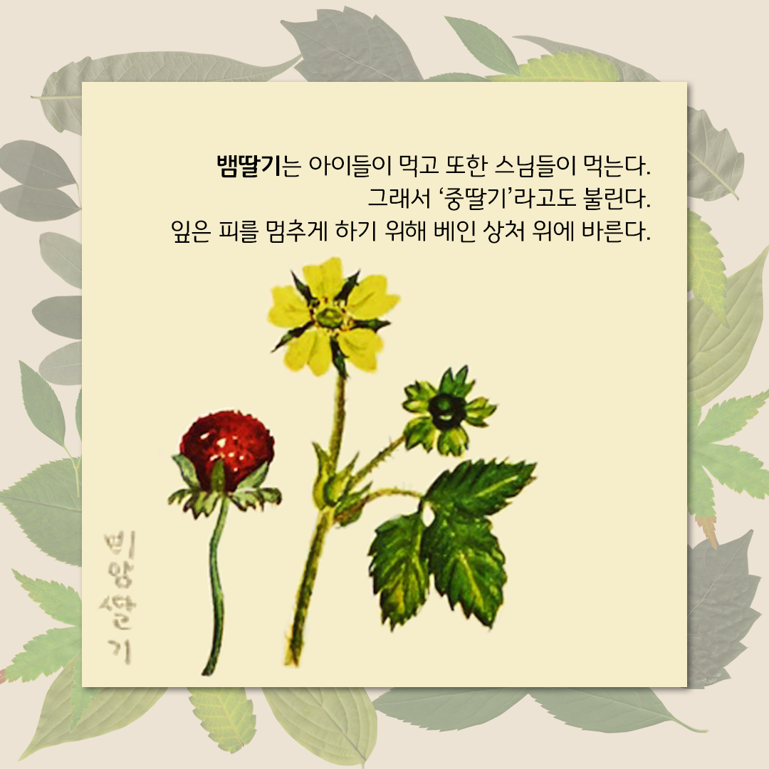 초록색 잎사귀들이 살짝 겹쳐 있는 은은한 배경이다. 그 위에 연한 노란색 네모난 박스가 있다. 하단 중앙에 플로렌스 크레인이 그린 뱀딸기 그림이 있다. 뱀딸기의 열매는 선명한 빨간색이며, 표면이 울퉁불퉁하고 작고 둥근 형태를 띠고 있다. 꽃은 노란색이며 꽃잎이 다섯 장으로 퍼져 있다. 뱀딸기 그림 위에 ‘뱀딸기는 아이들이 먹고 또한 스님들이 먹는다. 그래서 ‘중딸기’라고도 불린다. 잎은 피를 멈추게 하기 위해 베인 상처 위에 바른다.‘라고 적혀있다.