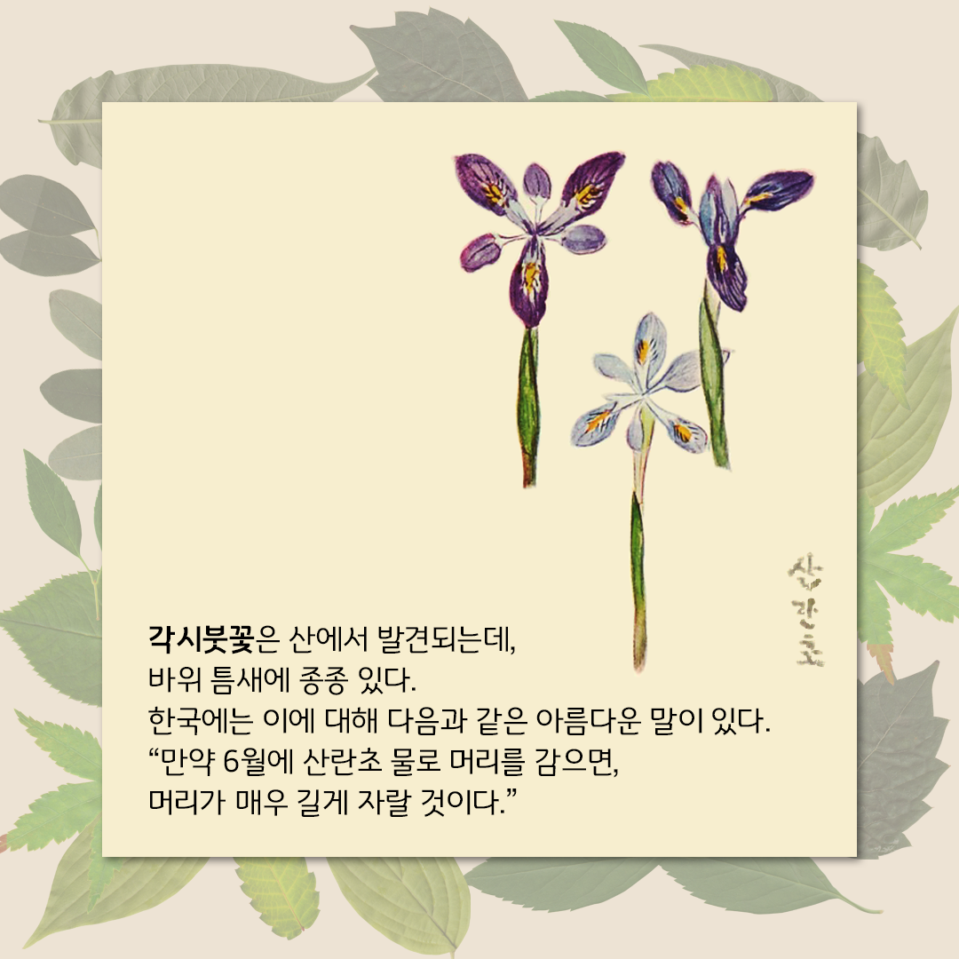초록색 잎사귀들이 살짝 겹쳐 있는 은은한 배경이다. 그 위에 연한 노란색 네모난 박스가 있다. 오른쪽 상단에 플로렌스 크레인이 그린 각시붓꽃 그림이 있다. 꽃잎은 진한 보라색과 연보라색 계열의 꽃잎이 있고, 그 모양은 길고 날렵한 모양이다. 그림 하단에 ’각시붓꽃은 산에서 발견되는데, 바위 틈새에 종종 있다. 한국에는 이에 대해 다음과 같은 아름다운 말이 있다. “만약 6월에 산란초 물로 머리를 감으면, 머리가 매우 길게 자랄 것이다.”‘라고 적혀있다.