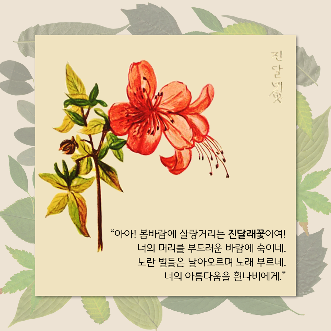 초록색 잎사귀들이 살짝 겹쳐 있는 은은한 배경이다. 그 위에 연한 노란색 네모난 박스가 있다. 왼쪽에 플로렌스 크레인이 그린 진달래꽃 그림이 있다. 꽃잎은 다홍색이고 둥근 모양이다. 수술이 길고 가늘게 뻗어 나와 있다. 그림 하단에 ’“아아! 봄바람에 살랑거리는 진달래꽃이여! 너의 머리를 부드러운 바람에 숙이네. 노란 벌들은 날아오르며 노래 부르네. 너의 아름다움을 흰나비에게.”‘라고 적혀있다.