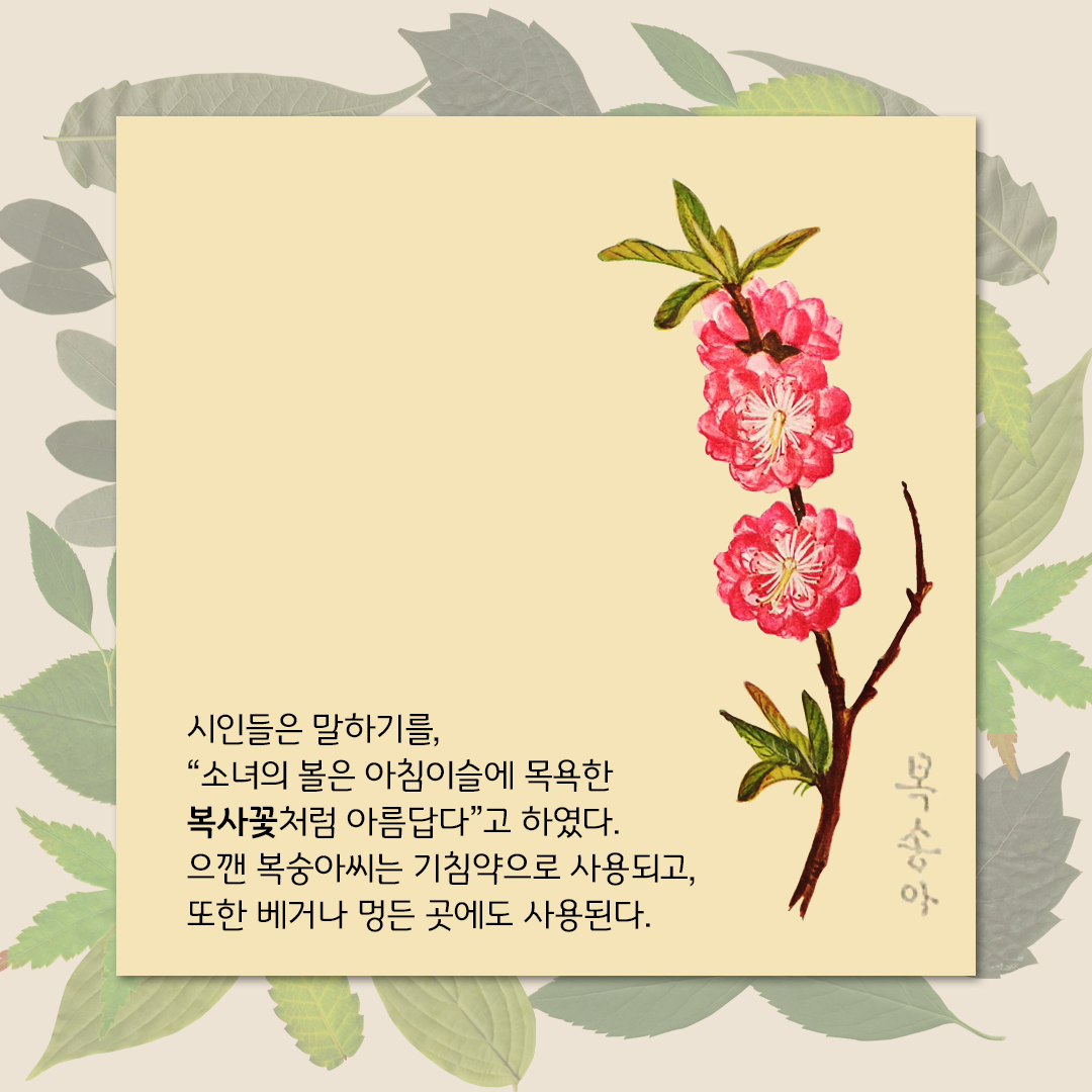 초록색 잎사귀들이 살짝 겹쳐 있는 은은한 배경이다. 그 위에 연한 노란색 네모난 박스가 있다. 오른쪽에 플로렌스 크레인이 그린 복사꽃 그림이 있다. 분홍색의 꽃잎이 여러 겹으로 풍성하게 겹쳐있는 모양이다. 꽃이 핀 가지에는 초록색 잎도 함께 있다. 그림 하단에 ’시인들은 말하기를, “소녀의 볼은 아침이슬에 목욕한 복사꽃처럼 아름답다”고 하였다. 으깬 복숭아씨는 기침약으로 사용되고, 또한 베거나 멍든 곳에도 사용된다.‘라고 적혀있다.