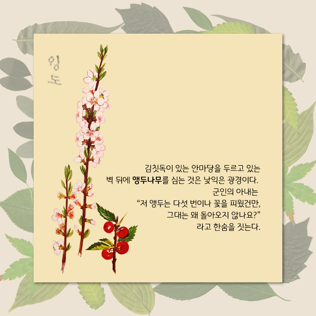 초록색 잎사귀들이 살짝 겹쳐 있는 은은한 배경이다. 그 위에 연한 노란색 네모난 박스가 있다. 왼쪽에 플로렌스 크레인이 그린 앵두나무 그림이 있다. 얇고 긴 가지에 여러 송이의 작은 분홍색 꽃이 피어 있다. 꽃이 핀 가지 아래쪽에는 붉게 익은 앵두 열매가 그려져 있다. 동그란 모양의 앵두 열매는 작은 초록색의 잎과 함께 달려 있다. 그림 하단에 ’김칫독이 있는 안마당을 두르고 있는 벽 뒤에 앵두나무를 심는 것은 낯익은 광경이다. 군인의 아내는 “저 앵두는 다섯 번이나 꽃을 피웠건만, 그대는 왜 돌아오지 않나요?”라고 한숨을 짓는다.‘라고 적혀있다.