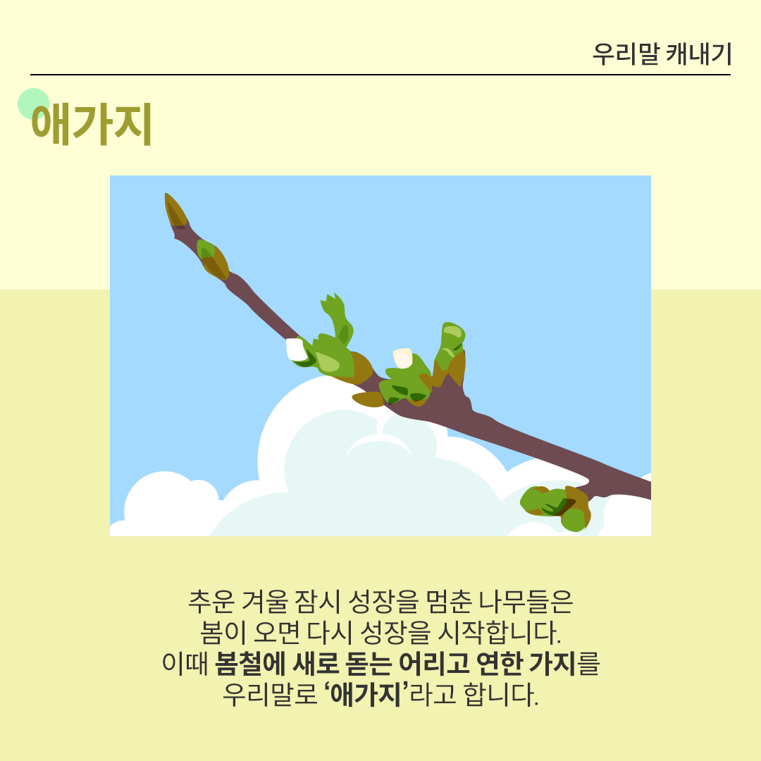 화면 중앙에 맑은 하늘을 배경으로, 나뭇가지에 새싹이 돋아나는 모습을 묘사한 그림이 있다. 갈색의 가지에서 연한 녹색의 새싹이 돋아나고 있고, 가지 끝부분은 연하고 여린 모습이다. 
                            그 아래에는 ‘추운 겨울 잠시 성장을 멈춘 나무들은 봄이 오면 다시 성장을 시작합니다. 이때 봄철에 새로 돋는 어리고 연한 가지를 우리말로 ‘애가지’라고 합니다.’라고 적혀있다.
