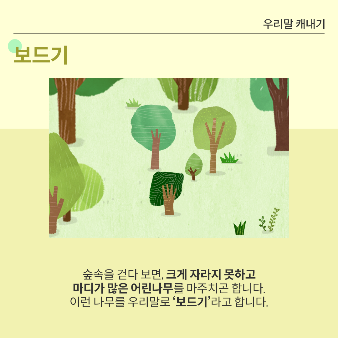 화면 중앙에 여러 종류의 어린나무들이 있는 숲의 풍경을 묘사한 그림이 있다. 배경에는 연한 녹색의 풀과 나무들이 있다. 그 아래에는 ‘숲속을 걷다 보면, 크게 자라지 못하고 마디가 많은 어린나무를 마주치고 합니다. 이런 나무를 우리말로 ‘보드기’라고 합니다.’라고 적혀있다.