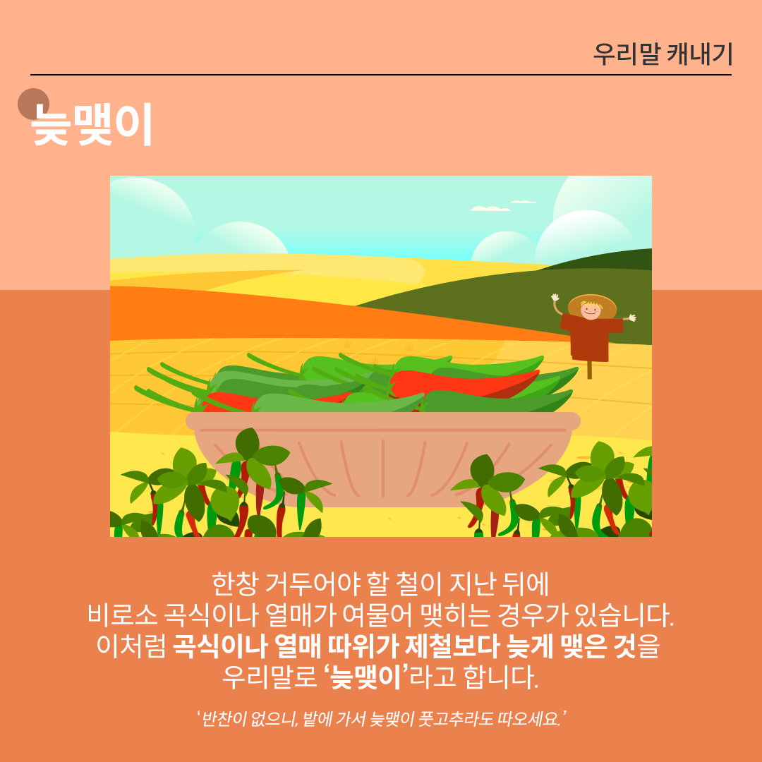 ‘늦맺이’를 설명하는 카드뉴스이다. 주황색 배경 위에 흰 글씨로 ‘늦맺이’라고 쓰여 있다. 중앙 그림에는 넓은 들판을 배경으로 커다란 바구니에 빨강·초록 고추가 담겨 있으며 밭에는 고추나무가 자라고 허수아비가 서 있다. 하단 설명에는 ‘한창 거두어야 할 철이 지난 뒤에
비로소 곡식이나 열매가 여물어 맺히는 경우가 있습니다. 이처럼 곡식이나 열매 따위가 제철보다 늦게 맺은 것을 우리말로 ‘늦맺이’라고 합니다.’라고 적혀있다. ‘반찬이 없으니, 밭에 가서 늦맺이 풋고추라도 따오세요’라는 예문이 덧붙여져 있다. 