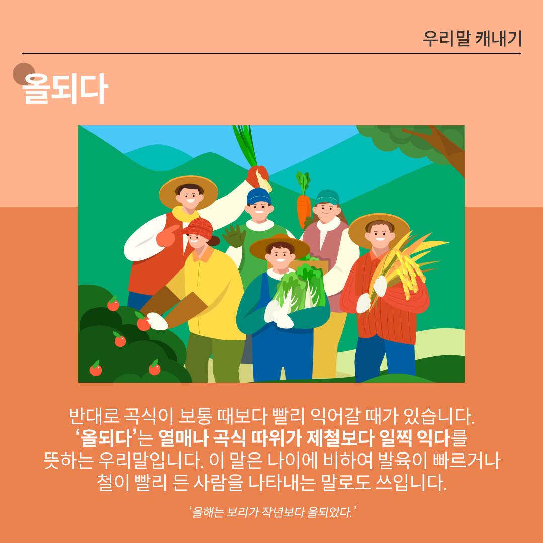 ‘올되다’를 설명하는 카드뉴스이다. 주황색 배경 위에 흰 글씨로 ‘올되다’라고 쓰여 있다. 중앙 그림에는 밭에서 농부들이 수확한 작물을 들고 모여 있는 장면이 그려져 있으며, 각각 당근, 배추, 벼, 사과 등을 수확해 활기찬 모습이다. 하단 설명에는 ‘반대로 곡식이 보통 때보다 빨리 익어갈 때가 있습니다. ‘올되다’는 열매나 곡식 따위가 제철보다 일찍 익다를 뜻하는 우리말입니다. 이 말은 나이에 비하여 발육이 빠르거나 철이 빨리 든 사람을 나타내는 말로도 쓰입니다.’라고 적혀있다. ‘올해는 보리가 작년보다 올되었다.’라는 예문이 덧붙여져 있다. 