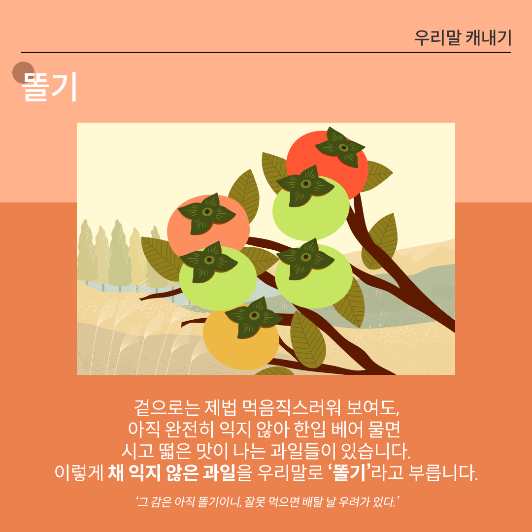 ‘똘기’를 설명하는 카드뉴스이다. 주황색 배경 위에 흰 글씨로 ‘똘기’라고 쓰여 있다. 중앙 그림에는 감나무 가지에 주황색, 노란색, 초록색 감이 아직 덜 익은 상태로 매달려 있는 모습이 그려져 있다. 하단에는 ‘겉으로는 제법 먹음직스러워 보여도, 아직 완전히 익지 않아 한입 베어 물면 시고 떫은 맛이 나는 과일들이 있습니다. 이렇게 채 익지 않은 과일을 우리말로 ‘똘기’라고 부릅니다.‘라고 적혀있다. ‘그 감은 아직 똘기이니, 잘못 먹으면 배탈 날 우려가 있다.’라는 예문이 덧붙여져 있다.