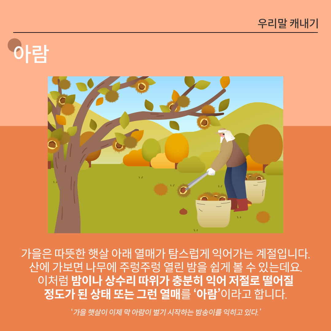 ‘아람’을 설명하는 카드뉴스이다. 주황색 배경 위에 흰 글씨로 ‘아람’이라고 쓰여 있다. 중앙 그림에는 가을 풍경 속에서 밤나무에 열린 밤송이가 주렁주렁 달려 있으며 한 농부가 집게로 밤송이를 따서 자루에 담는 모습이 그려져 있다. 하단 설명에는 ‘가을은 따뜻한 햇살 아래 열매가 탐스럽게 익어가는 계절입니다. 산에 가보면 나무에 주렁주렁 열린 밤을 쉽게 볼 수 있는데요. 이처럼 밤이나 상수리 따위가 충분히 익어 저절로 떨어질 정도가 된 상태 또는 그런 열매를 ‘아람’이라고 합니다.’라고 적혀있다. ‘가을 햇살이 이제 막 아람이 벌기 시작하는 밤송이를 익히고 있다.’라는 예문이 덧붙여져 있다.