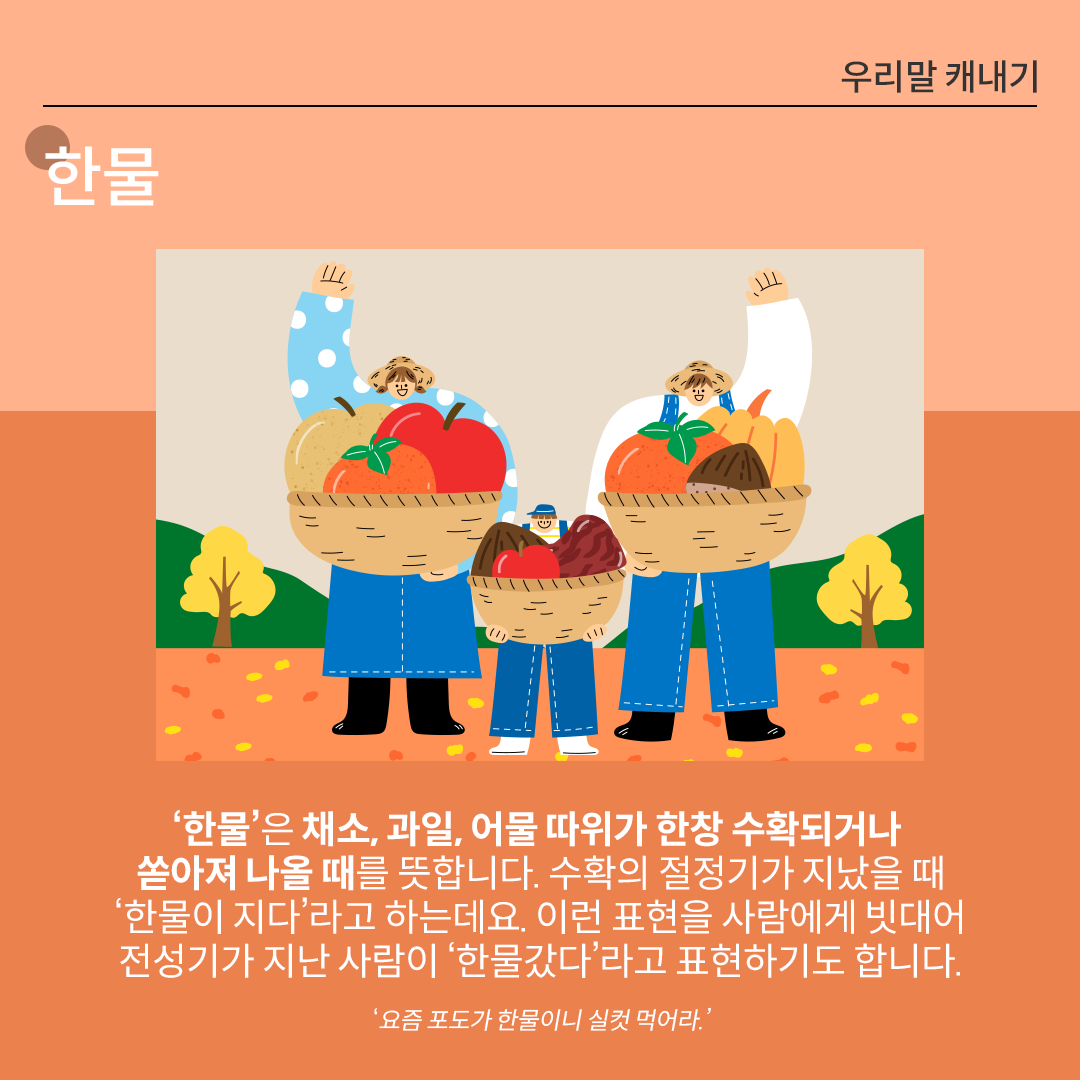 ‘한물’을 설명하는 카드뉴스이다. 주황색 배경 위에 흰 글씨로 ‘한물’이라고 쓰여 있다. 중앙 그림에는 가을 들판에서 세 가족이 각각 과일과 채소가 가득 담긴 바구니를 들고 환하게 웃는 모습이 그려져있다. 하단 설명에는 ‘한물’은 채소, 과일, 어물 따위가 한창 수확되거나 쏟아져 나올 때를 뜻합니다. 수확의 절정기가 지났을 때 ‘한물이 지다’라고 하는데요. 이런 표현을 사람에게 빗대어 전성기가 지난 사람이 ‘한물갔다’라고 표현하기도 합니다.’라고 적혀있다. ‘요즘 포도가 한물이니 실컷 먹어라.’라는 예문이 덧붙여져 있다.