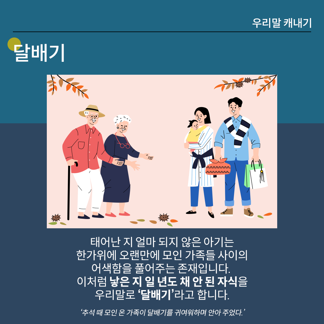 ‘달배기’를 설명하는 카드뉴스이다. 진한 남색 배경 위에 흰 글씨로 ‘달배기’라고 쓰여 있다. 중앙 그림에는 가족 다섯 명이 서 있다. 왼쪽에는 할머니와 할아버지가, 오른쪽에는 아이를 안은 젊은 부부가 서 있다. 하단 설명에는 ‘태어난 지 얼마 되지 않은 아기는 한가위에 오랜만에 모인 가족들 사이의 어색함을 풀어주는 존재입니다. 이처럼 낳은 지 일 년도 채 안 된 자식을 우리말로 달배기라고 합니다.’라고 적혀있다. ‘추석 때 모인 온 가족이 달배기를 귀여워하며 안아 주었다.’라는 예문이 덧붙여져 있다.