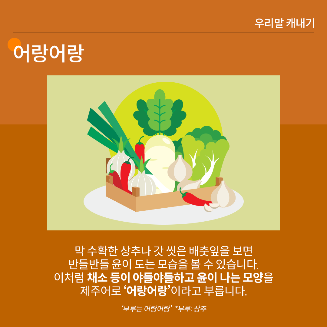 ‘어랑어랑’을 설명하는 카드뉴스이다. 진한 갈색 배경 위에 흰 글씨로 ‘어랑어랑’이라고 쓰여 있다. 중앙 그림에는 싱싱한 배추, 무 등 채소 그림이 그려져 있다. 하단 설명에는 “막 수확한 상추나 갓 씻은 배춧잎을 보면 반들반들 윤이 도는 모습을 볼 수 있습니다. 이처럼 채소 등이 야들야들하고 윤이 나는 모양을 제주어로 ‘어랑어랑’이라고 부릅니다.”라고 적혀있다. ‘부루는 어랑어랑. *부루: 상추’라는 예문이 덧붙여져 있다.