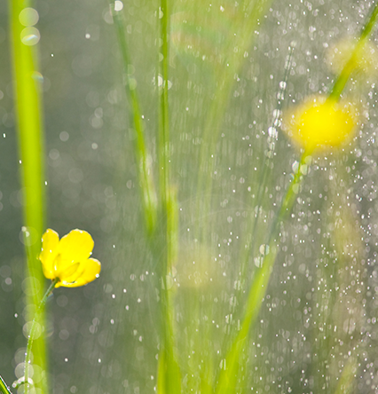 초록색 풀잎 사이에 핀 작은 노란 꽃 위로 봄비가 흩뿌리듯 내리고 있다.