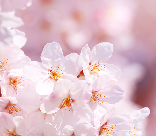 연분홍빛 벚꽃이 활짝 피어 있다.